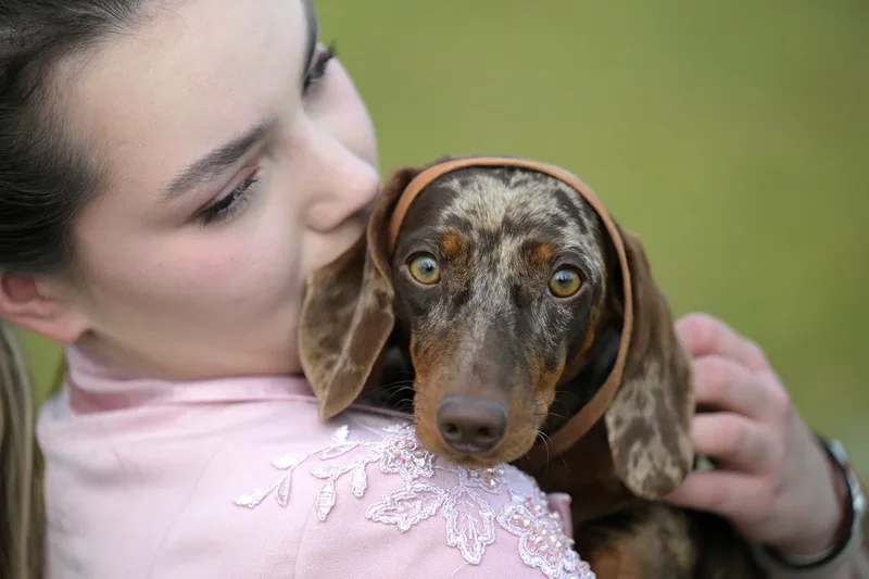 The four ways to tell if your dog really trusts you