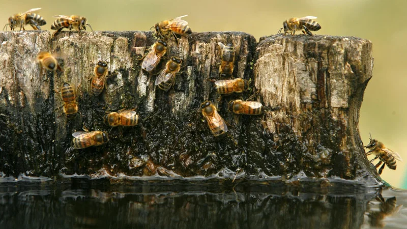 Scorching summer takes toll on bees and honey harvests in France