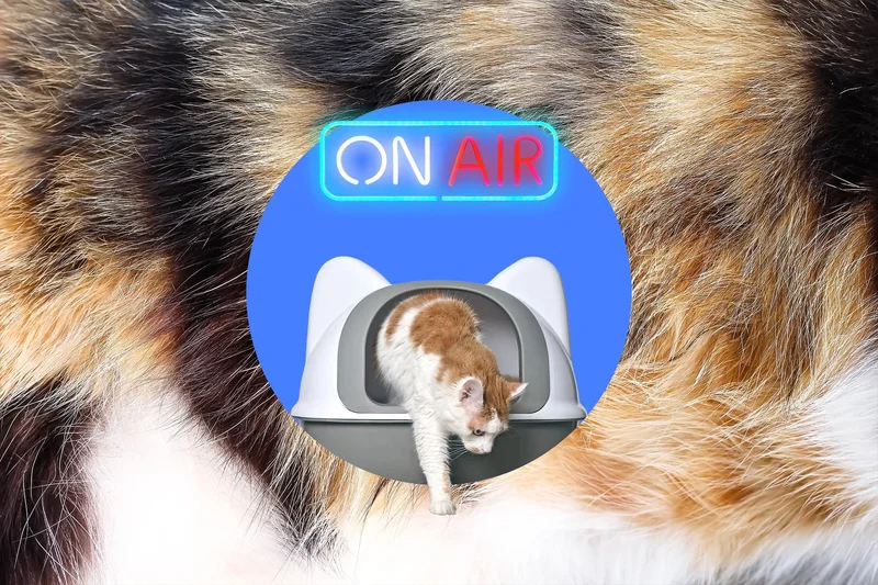 I ruined my cats’ toilet time with a motion-activated neon litter box sign