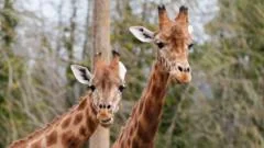 Rising costs put strain on zoo's conservation work