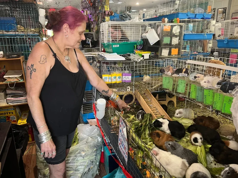 One guinea pig helped her son heal. Now she has to feed 400 every day, running America’s biggest Guinea Pig Sanctuary