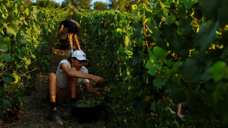 French winegrowers begin record-early harvest as heat and drought bite