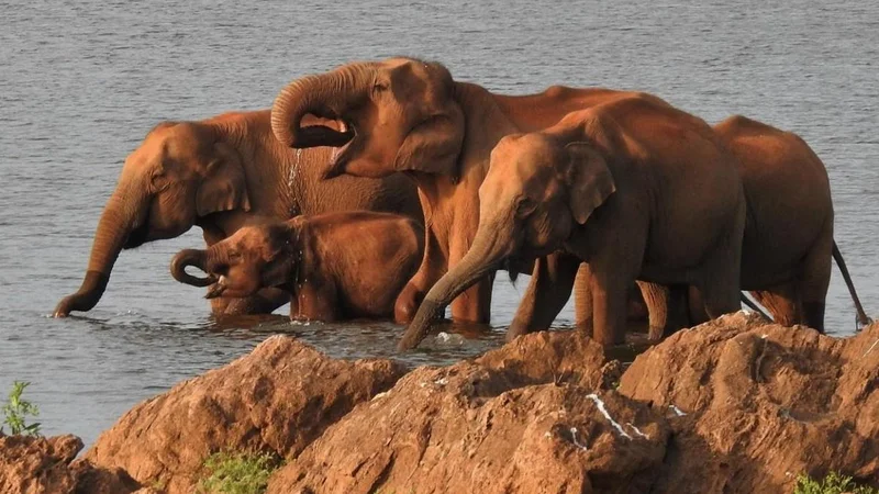 Five persons trespass into Sirumugai forest to spot elephant, fined ₹25,000