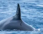 Iberian orca known for ramming boats seen with suspected gunshot wounds