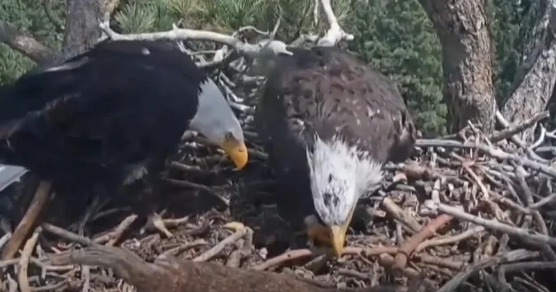 California birdwatchers gain new hope after beloved eagle's disappearance
