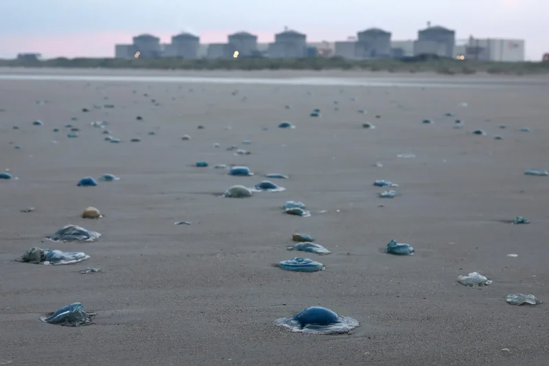 Jellyfish swarms knock out 3.2 gigawatts of French nuclear power