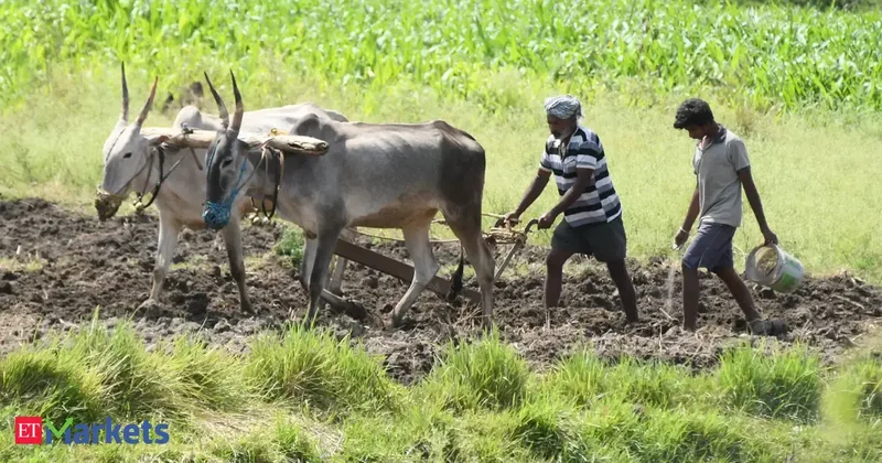 Kharif sowing recovers after July rains