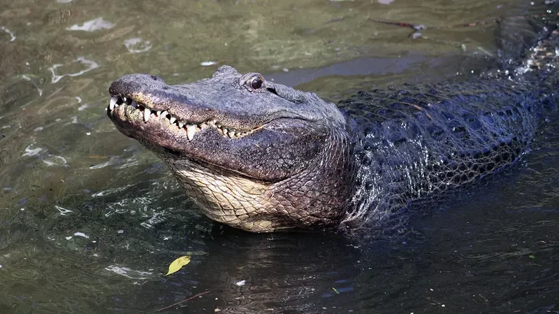 Son of Florida alligator attack victim says tourists and TikTokers are emboldening the gators