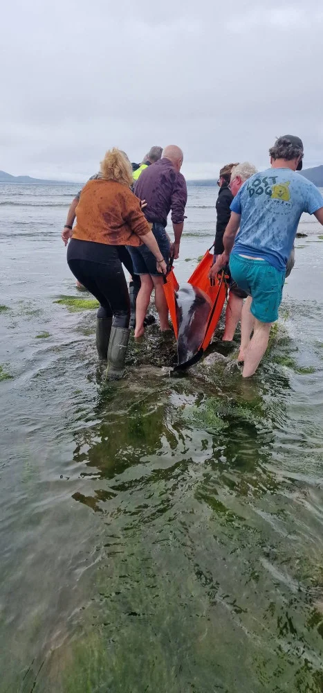 Locals mount dramatic rescue operation after dolphins stranded on Kerry Gaeltacht beach