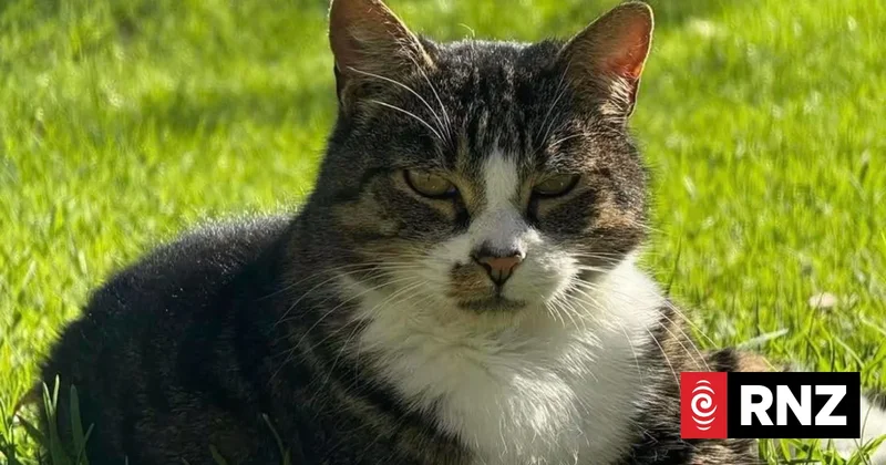Steps the Tauranga hospital cat found safe after going missing