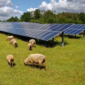 Proposed Morrinsville solar farm: Can sheep grazing and power generation coexist?