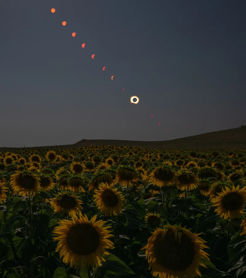 Total Solar Eclipse in Sunflower Field