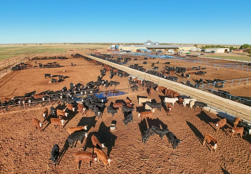 One Infected Cow in Sonora Lands Days Before the US Reopens Its Cattle Border