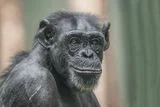 Do Animals Smile Because They're Happy? Why a Grin in Nature Doesn't Always Mean What You Think