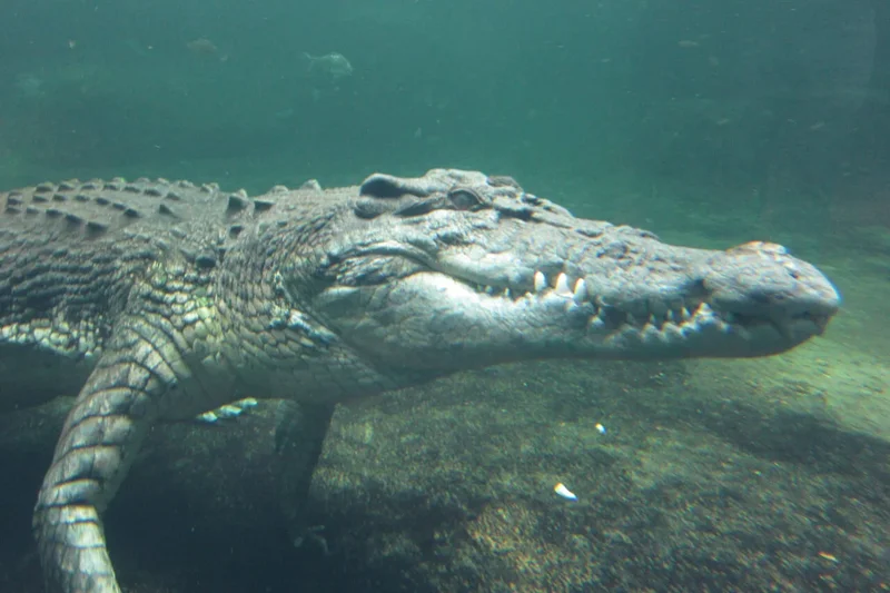 Crocodiles Evolved Backwards From Warm-Blooded Species to Cold-Blooded Killers