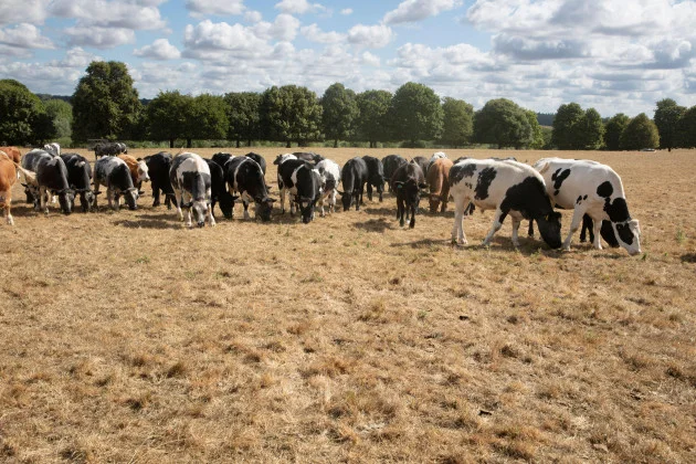 Debunked: Cows contribute significantly towards climate change, despite claims in viral video