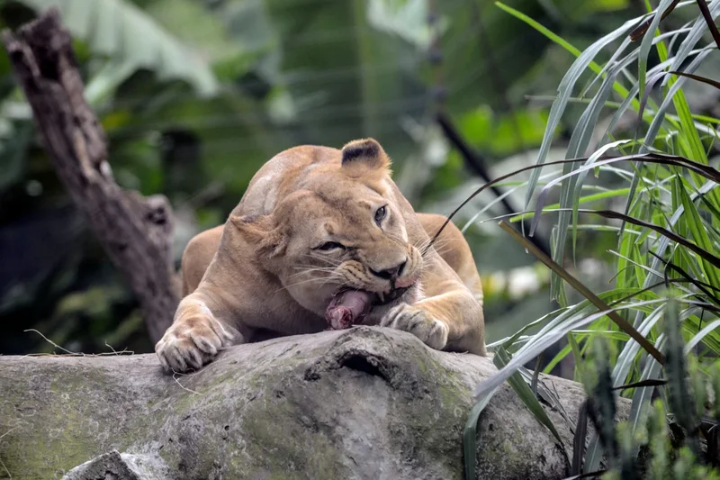 Three lions die of suspected heatstroke at zoo amid Japan’s ‘cruelly hot days’