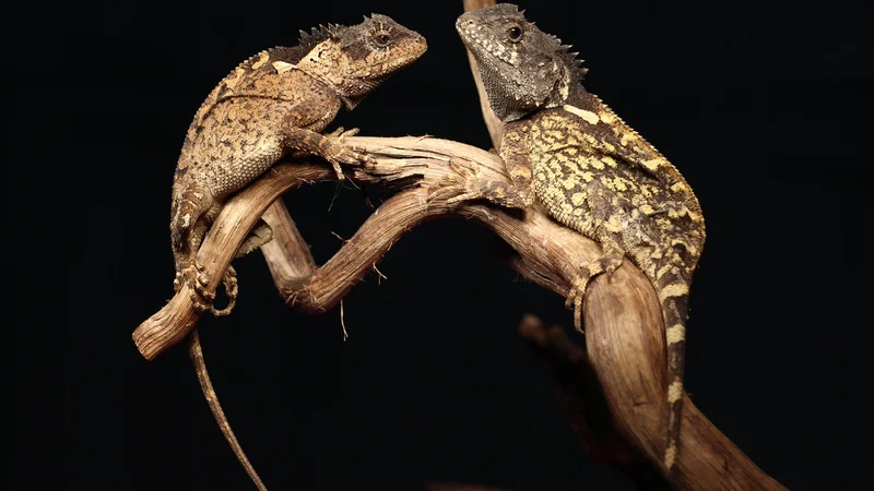 New lizard named after colorful ‘House of the Dragon’ character