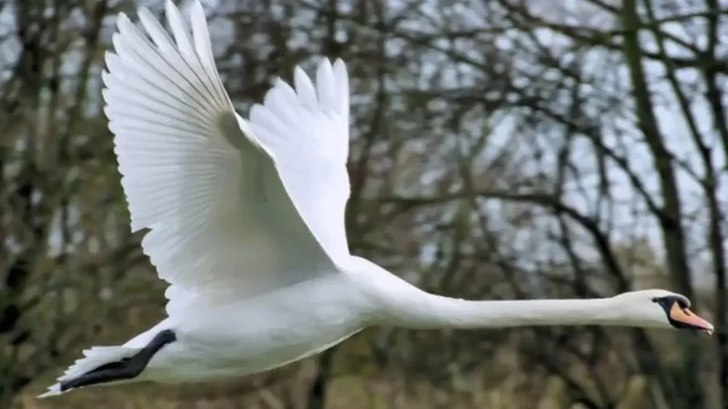 Five pet swans escaped in Maryland; descendants later neared 4,000