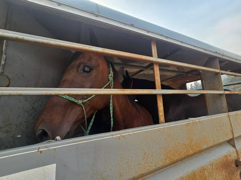 As massive B.C. wildfire raged, groups worked to rescue livestock, animals