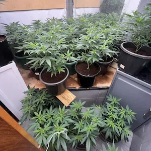 Vietnamese couple brought to NZ to run cannabis grow house in Auckland served with deportation orders