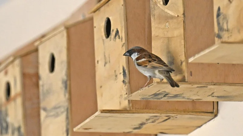 Sparrow conservation drive to engage students in 50 government schools across T.N.