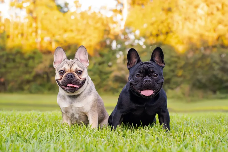 The real reason why dogs eat grass – and when you should be worried