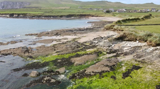 The “Kerry Cow” Wasn’t a Cow at All—And It Upends Stone Age Irish History