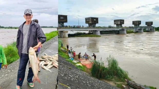 Pampanga folk catch carp at dam amid torrential rains