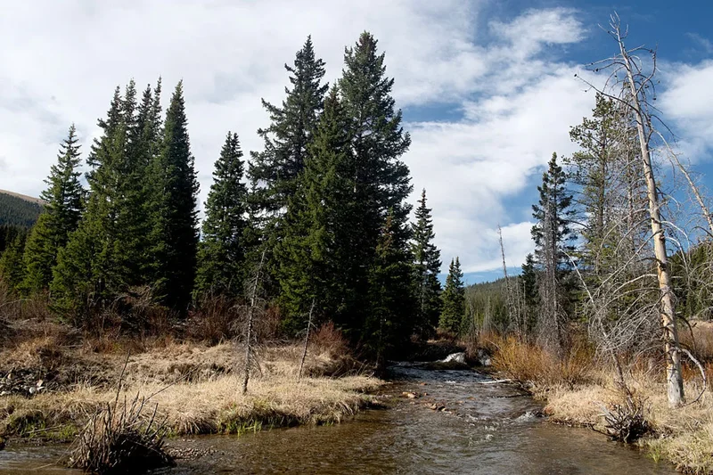 Ancient forest collapse offers warning as climate warming pushes trees beyond their limits