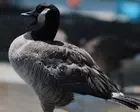 Honk if your barn is burning: pet goose alerts sleeping Texas family to blaze