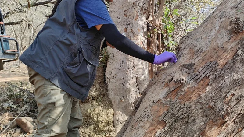 NCBS researchers find that tiger and leopard scents can help scientists monitor them in the wild
