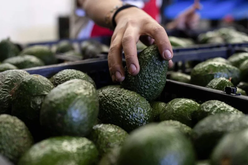 Canada’s avocado supply not impacted by U.S. pause on Mexico inspections