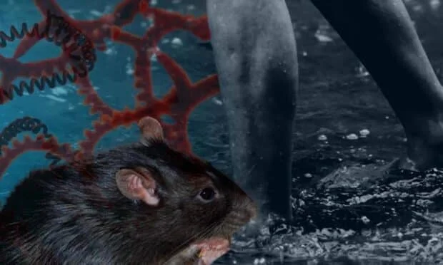 After leptospirosis kills cop, Mandaue police strengthens safety measures