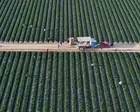 California bans paraquat, highly toxic herbicide outlawed in more than 70 countries