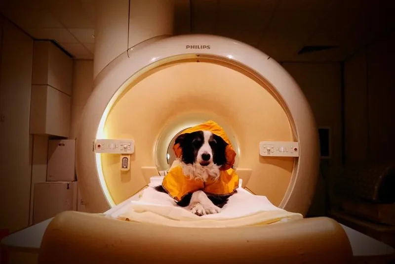 Researchers discover your dog can tell if you’re sad or afraid