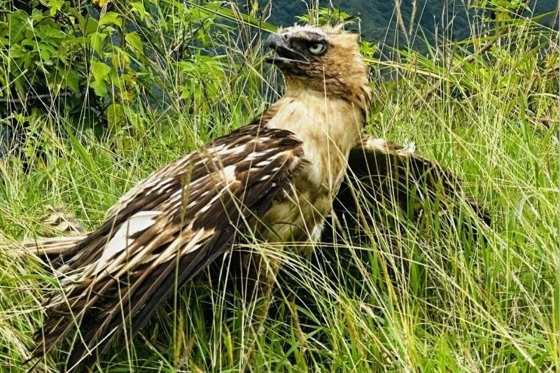 Philippines hawk-eagle nest found in Leyte