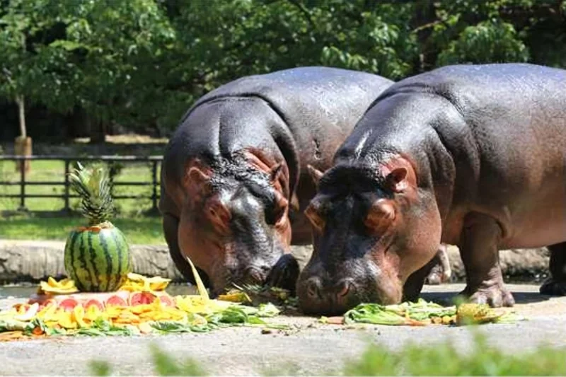 Frozen meat, live fish: Zoo animals chill out in Korea