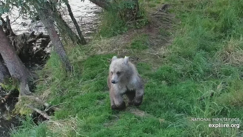 Katmai bear cub spotted with a paw full of porcupine quills