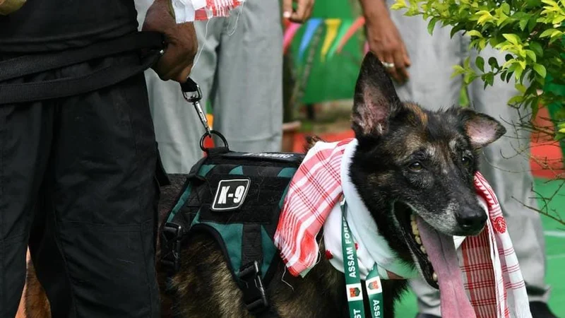 One of Assam’s sharpest wildlife guard dogs retires