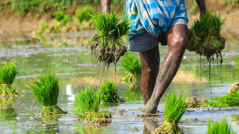 Why is Kerala facing high leptospirosis mortality? | Explained