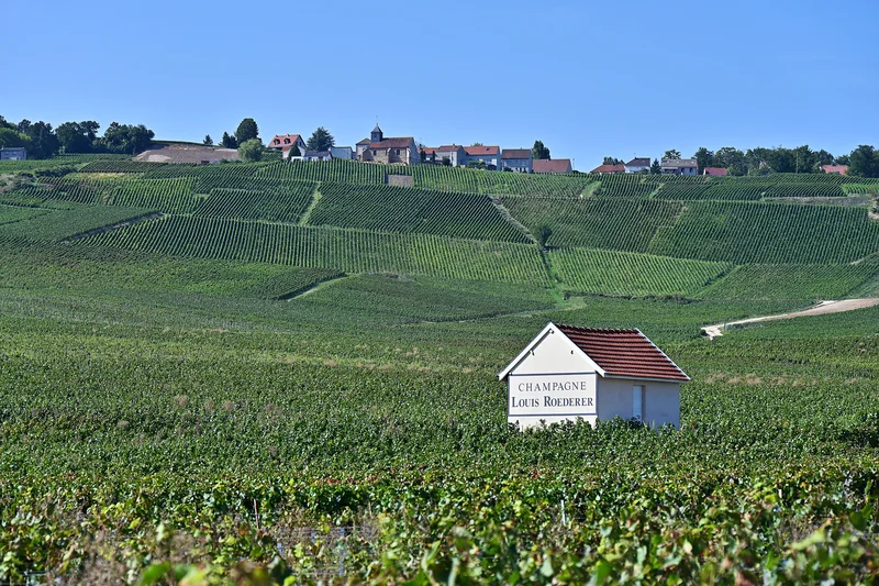 Extreme heat spurs earliest-ever Champagne harvest, putting its famous taste to the test
