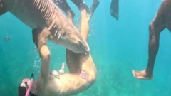 The influencers getting bitten while chasing the perfect shark shot
