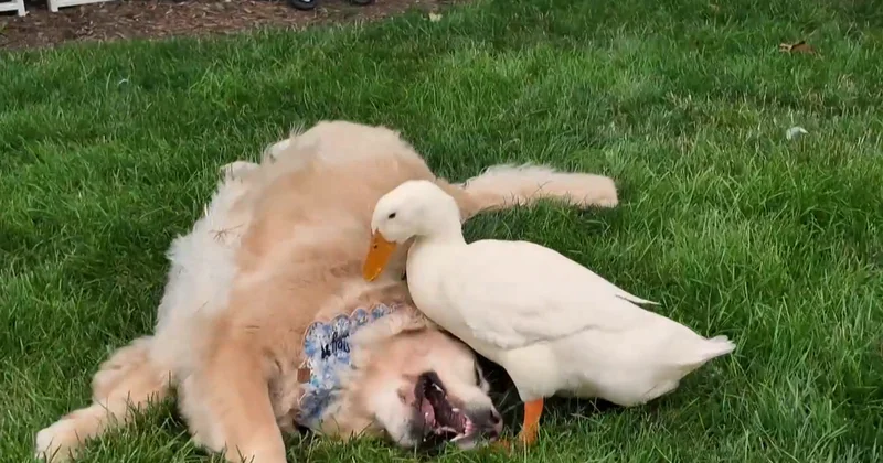 How a duck's friendship helped a golden retriever overcome health issues