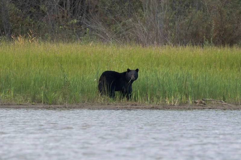RCMP shot same bear that attacked three-year-old girl in B.C., officers confirm