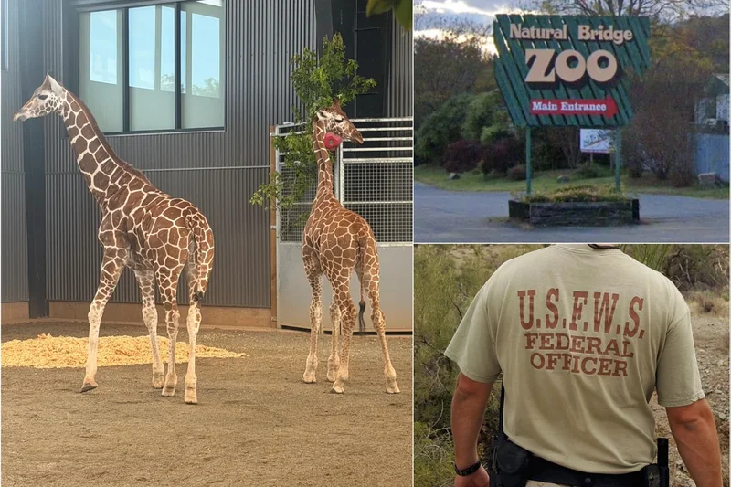2 baby giraffes went missing from a Virginia zoo. The feds say a double-crossing informant helped keep them hidden