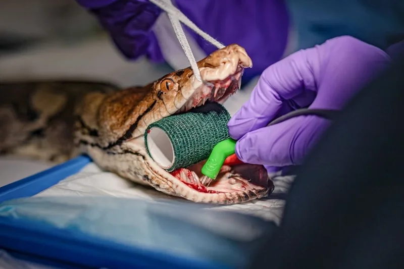 Giant 15ft python named after Jodie Foster becomes first snake to receive pioneering cancer treatment