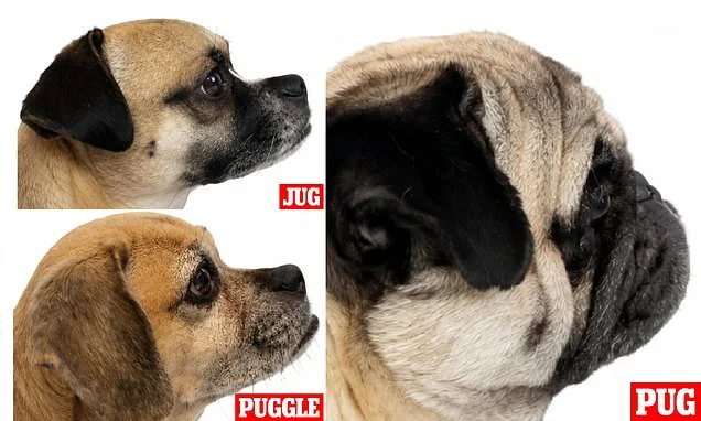 Vets tell Brits to ditch Pugs for Jugs and Puggles: Crossbreeds have the same lovable personalities as flat-faced breeds - but a fraction of the health problems