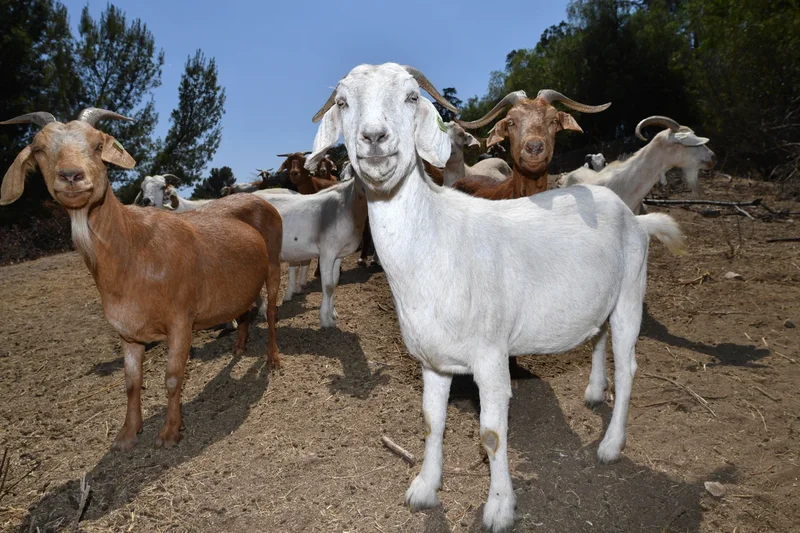 Universal Studios is reducing its fire risk with an eco-friendly method – goats