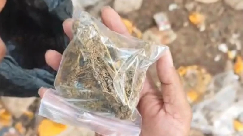 Dead-drop drug raid turns chaotic as brothers unleash dogs, stab cop and flee across rooftops